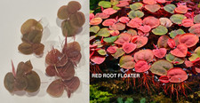 4 Assorted LIVE Aquarium Plants Starter Bundle - BUYER'S CHOICE MIX  MATCH
