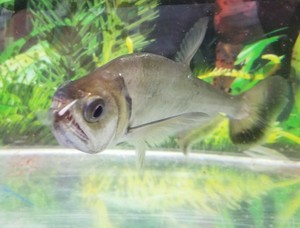 vampire tetra vampire tetra
