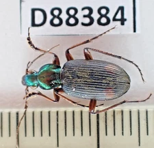 D88384. Insects, Beetles. Carabidae sp. Vietnam North. 1900m. A-
