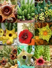 HUERNIA MIX,  variety stapelia exotic succulent rare cactus plant seed -5 SEEDS