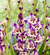 CIRCUS COLOR Large Flowering Gladiolus- Top Size 12/14 cm Bulbs - US Seller