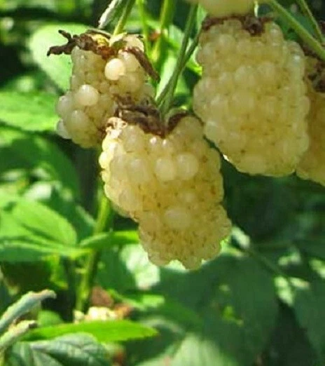 Foto 12 di 13