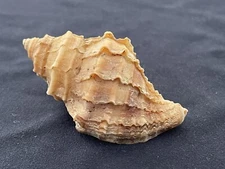 Thais Lamellosa Sea Shell 54mm - Tacoma, Washington, 1966