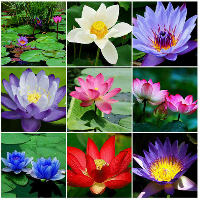 10pcs Flower Seeds Blue Lotus Seeds Aquatic Plants Water