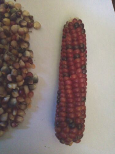 50+ Glass Gem Indian Corn Seeds Plant Beautiful Colorful Vibrant Organic Rare - Picture 2 of 2