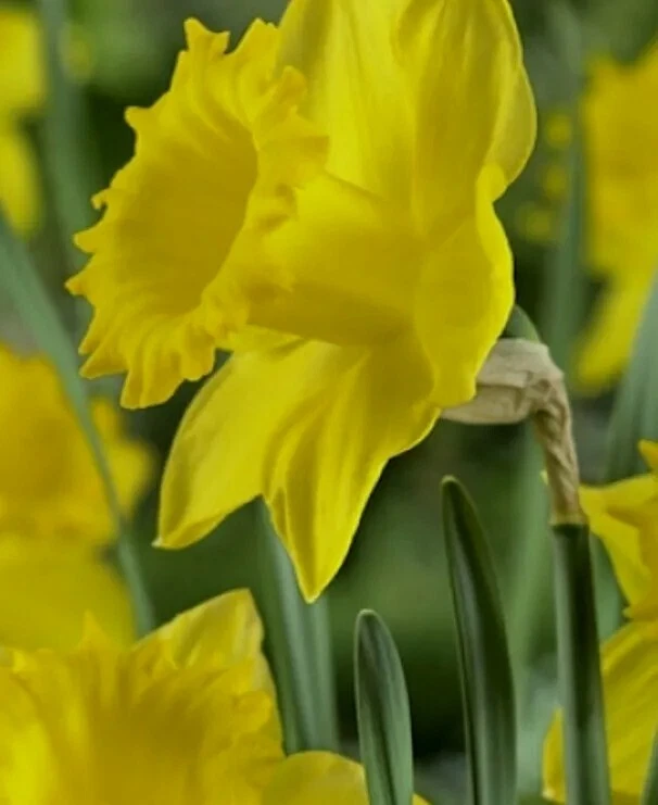 DAFFODILS 12 Dutch Master Bulbs - Image 2 of 3