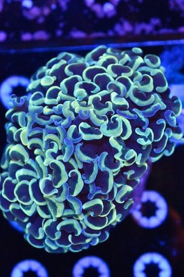 WYSIWYG XL Malaysian Fat Head Hammer Coral