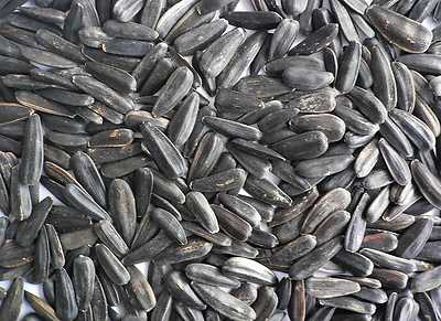 Schwarze Sonnenblumenkerne - Wildvogel High Energy Futter 100g 500g 1kg 2kg 4kg 10kg 15kg