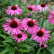 2 x Echinacea Purpurea Magnus Pink Coneflower Hardy Perennial Plants