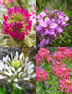 CLEOME HASSLERIANA spiny spider flower pink queen exotic flowering seed 20  seeds | eBay