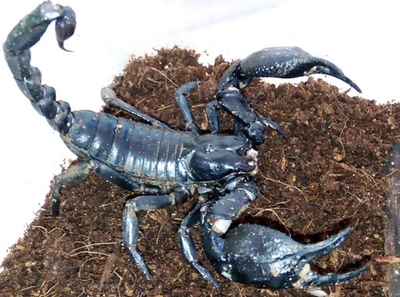 #ad REAL Rainforest Scorpion Heterometrus swammerdami Science Education Specimen $39.00