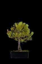 12 Year Old variegated Giant Sequoia Bonsai