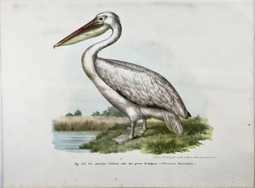 1860 Pelican, Fitzinger, colour lithograph, hand finish, ornithology - Picture 2 of 3