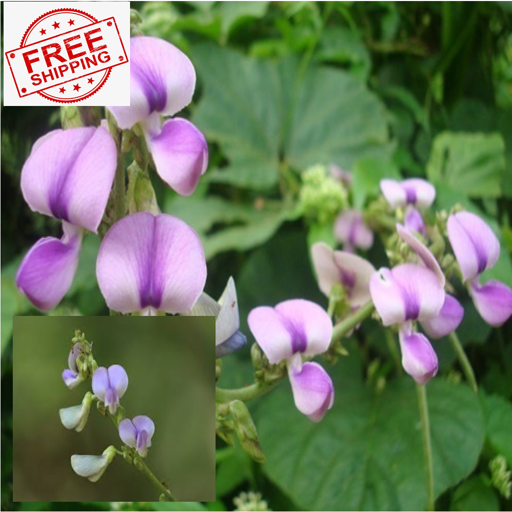1000+250 free Tropical Kudzu Seeds Pueraria Phaseoloides Neustanthus