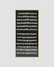 169 piece Framed Fossil shark Teeth Display 1200mm