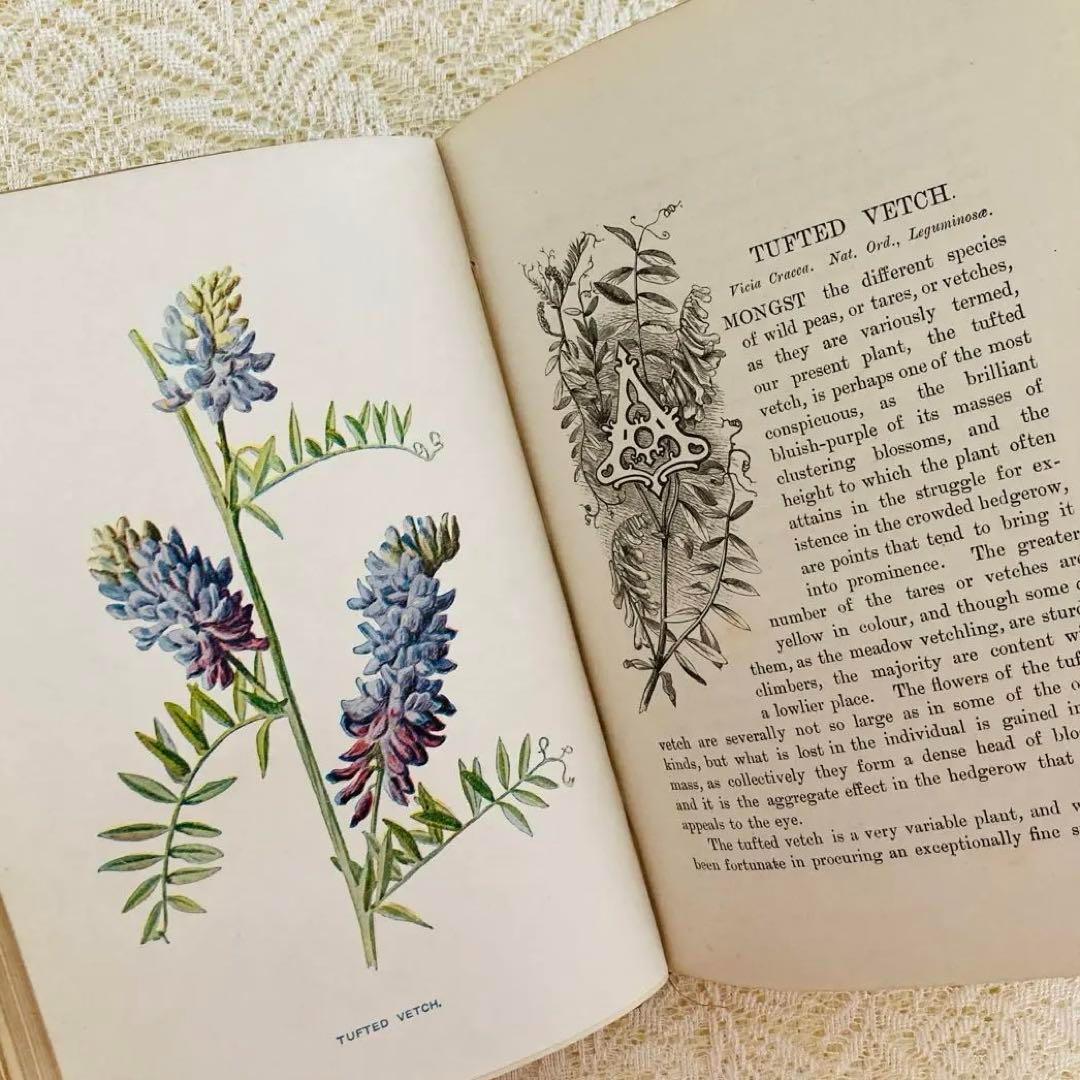 Familiar Wild Flowers Vol.2 Antique Botanical Encyclopedia Book