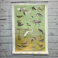 Póster de la Comisión de Juegos de Pensilvania 1965 Marsh & Water Birds Ned Smith 30x20