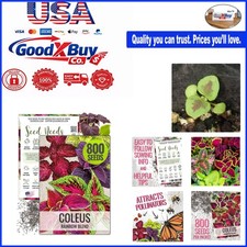 Coleus Seeds for Planting Rainbow Painted Nettle Open Pollinated 800 Seeds fo...