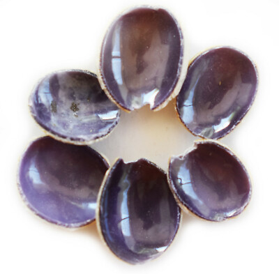100 Purple Top Cut Cowrie Slices (1/2'') Beach Crafts Seashell Flower Ornaments