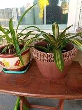 Indoor Plants
