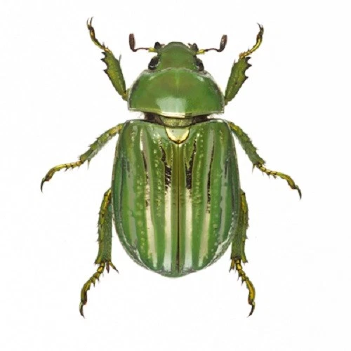 Chrysina for sale | eBay
