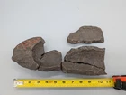 CIVIL WAR DUG RELIC EXPLODED SHELL LAWRENCE PAWL COLLECTION