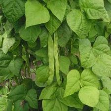 Great Northern Bean Seeds, NON-GMO, Large White, Heirloom, FREE SHIPPING