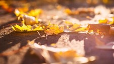 Landscape leaves macro fall Custom Gaming Mat Desk