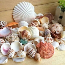 Mixed  Sea Beach Shells Crafts Seashells Aquarium Decor 60Pcs
