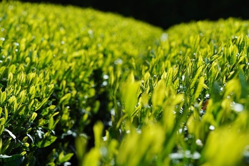 Hojicha　80ｇ(2.82oz)　Roasted Tea - Afbeelding 6 van 6