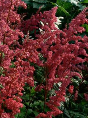 Astilbe Fanal 25 Bare Root Divisions