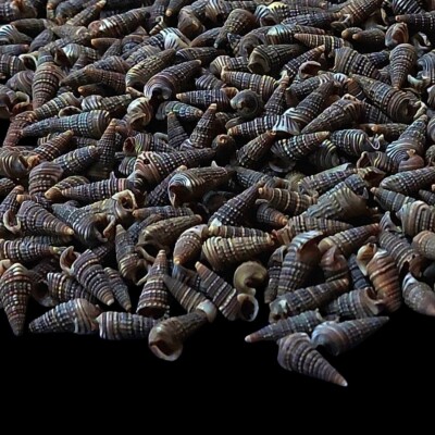 Tiny Spiral Black Spotted Natural Sea Shells for Crafts & Home
