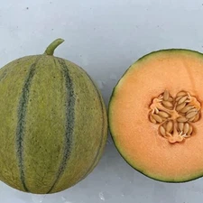 Melonade Cantaloupe Seeds for Planting (10 Seeds)
