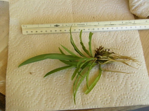 #7408 CHLOROPHYTUM COMOSUM "SPIDER PLANT" GREEN BARE ROOT/PUP PLANT
