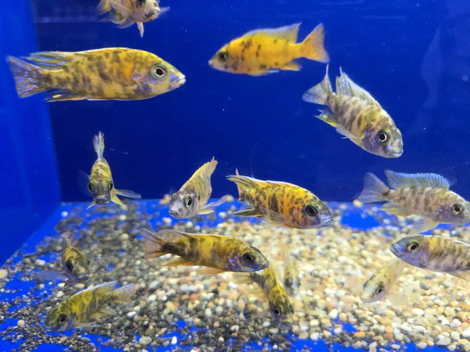 Yellow Rata LIVE YELLOW OB AFRICAN CICHLID 2.5