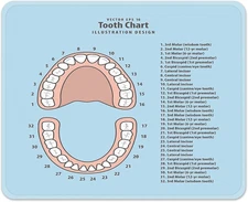 Mouse Pads Pink Education Tooth Chart Number Infographic Blue Dental Human Anato