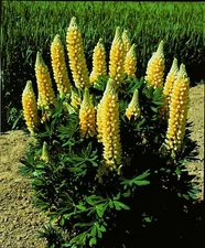25 Popsicle Yellow Lupine Seeds Flower Perennial Flowers Hardy Seed 1021 USA