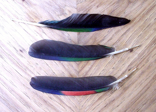 Amazon Parrot Wing Feathers