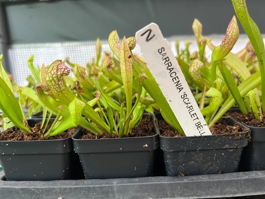 Planta Jarro Scarlet Bell – Sarracenia Scarlet Bell – Planta Carnívora - Imagem 2 de 4