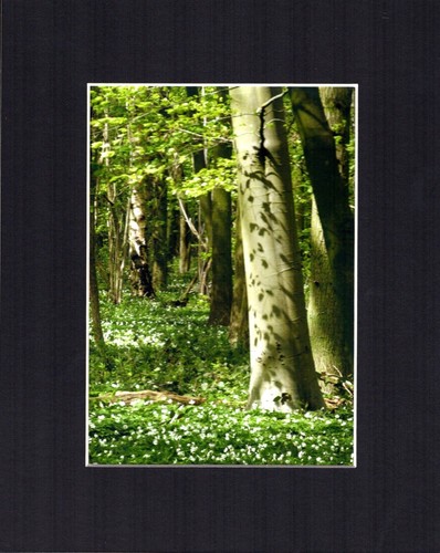 Japanese Anemone Flowers Photo Mounted Print A4/A3 poster A5 Greetings Cards - Picture 4 of 12