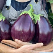 150 BLACK BEAUTY EGGPLANT SEEDS ~ heirloomseedguy ~ 2026 ~ NON-GMO