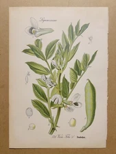 1886 ANTIQUE PICTURES LITHOGRAPH ART PRINT BOTANY FLOWER FLORA NATURE DECO PO...