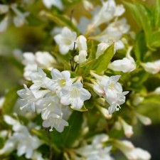 Weigela florida Bristol Snowflake 2L - Una pianta molto profumata