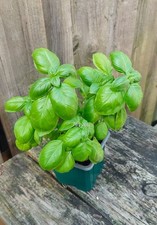British Basil Plug Plant x1, 5" in Size