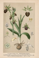 Ophrys araneola - Kleine Spinnen-Ragwurz CHROMO-LITHOGRAPHIE von 1894 Orchideen 