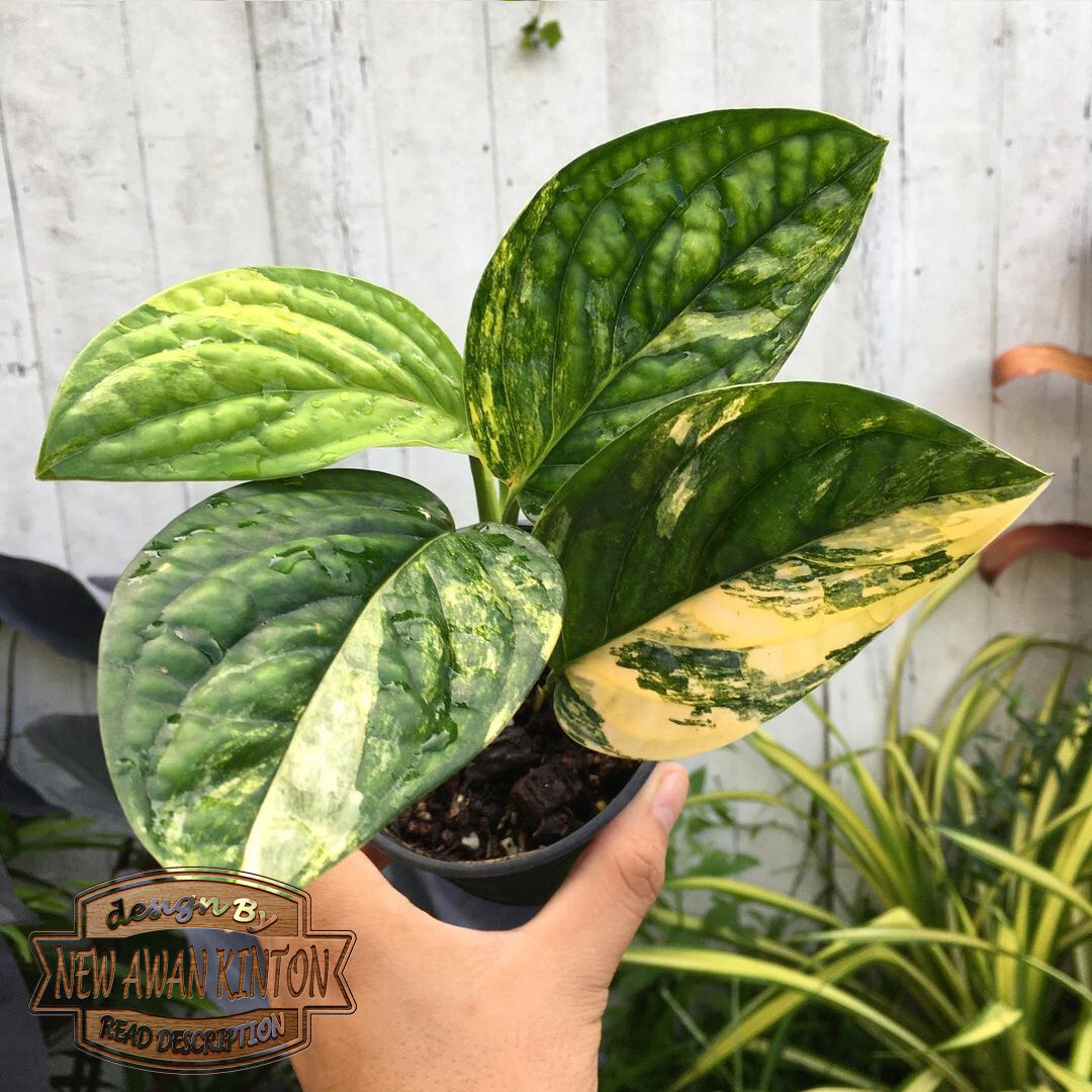 Monstera Peru Variegated - 免费植物检疫- 室内植物| eBay