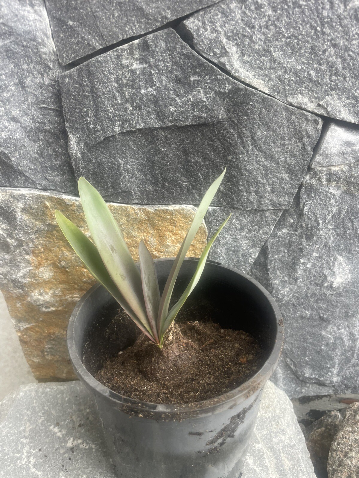 hippeastrum bulbs eBay