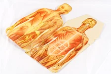 Folding Male Anatomy Paper Mannequin Science Medicine Ephemera