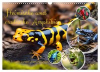 Calendar 2027 · US Version · Native And Exotic Amphibians (Wall Calendar 2027 17