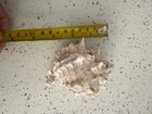 Pink Mouth Murex Phyllonotus Erythrostomy Sea Shell Set of two (2) — photo 2